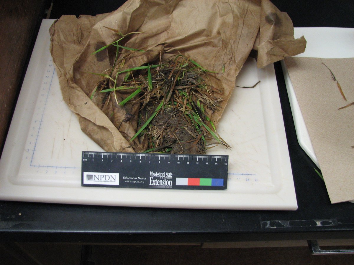 MSUextPlantLab's tweet image. #LargePatch in Mississippi #zoysia lawns, as predicted by @maria_turfdr. Favored by water, cool temps and high N. Rots the crown, which is why I got a bag of wet leaves with no roots. Also makes beautiful leaf spots. Learn more at extension.msstate.edu/publications/i… #MSUext