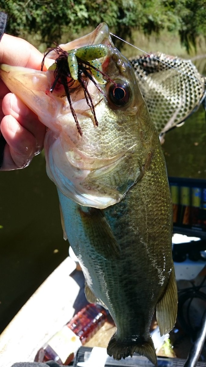 ティムコ バスフィッシング 本日は三島湖テスト 三島湖は台風の影響で一気に増水 テストアイテムは様々ですが プロトの ベイトフィネスジグevo炸裂 バスはサワガニとザリガニを捕食しているので ジグ系は反応良好 水没した草のポケットに入れても