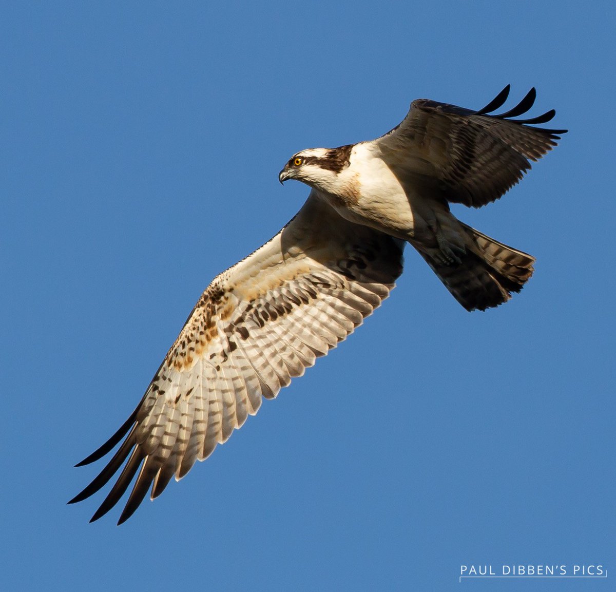 wildlife_uk tweet picture