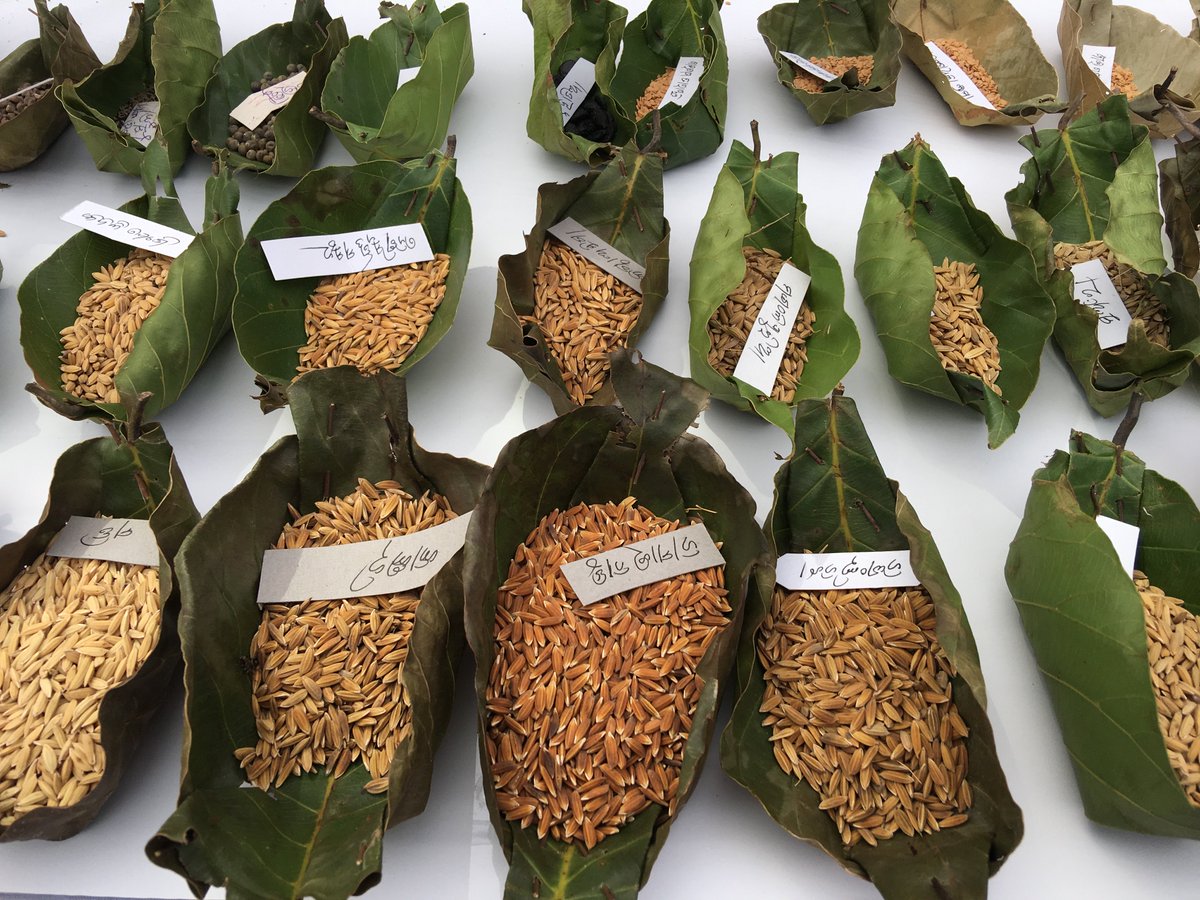 THProj's tweet image. Seeds are only in safe hands when they are in communities at the local level. We are the #defenders of #diversity. @drvandanashiva #DiverseWomenForDiversity #OurBreadOurFreedom #AnnaSwaraj #FoodHeritage