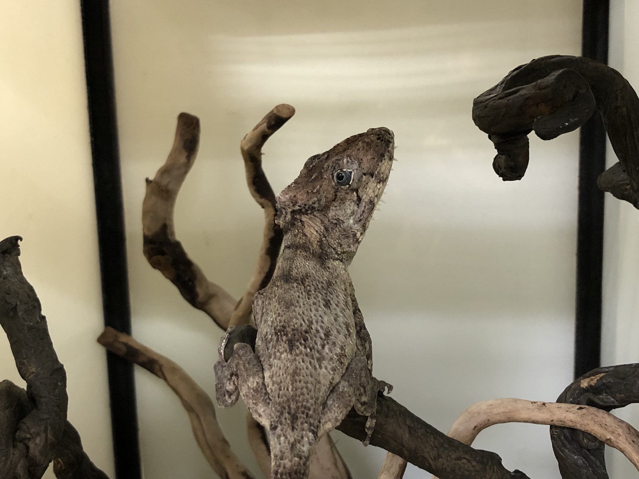 ペポニ インター店 見返りイケメン フトヒゲカメレオンモドキ 手を近づけると乗ってそのままエサを食べたり水を飲んだりするほどにベタ馴れです カッコいいとカワイイの二刀流をもつ楽しいトカゲです フトヒゲカメレオンモドキ バルバータス