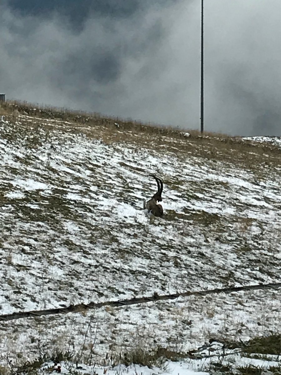 SuzanneMarclay's tweet photo. #Halfpipe auf dem Crap heute mal Liegewiese des #Steinbocks @flims_laax #endofendlesssummer #firstsnow #BegegnungaufdemBerg https://t.co/41i1T3lYg6