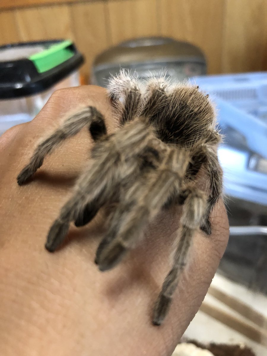 ローズヘアータランチュラ