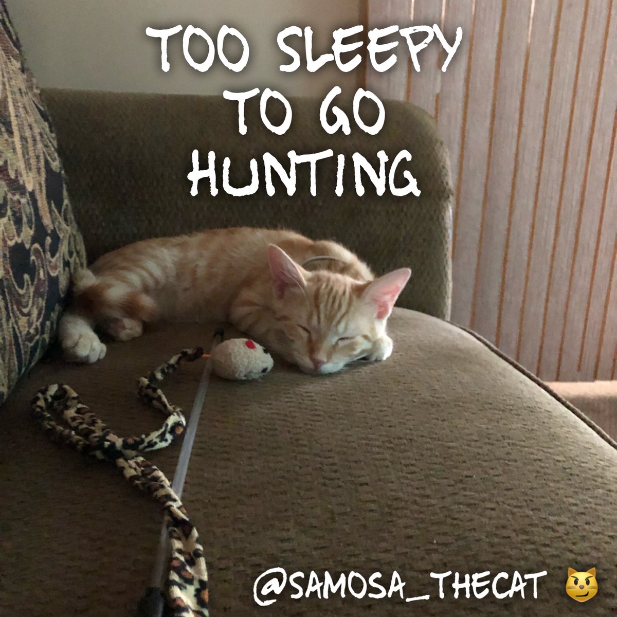Samosa_TheCat's tweet photo. π±#TheHunt #SleepyFace #TiredAF #MustSleep #SamosaTheCat #SamosaCat #TeamSamosa #SamosaLife #SamosaSwag #KittenSwag #Kitten #KittenLife #KittenSelfie #KittyLife #KittyCat #CuteKitten #Kitty #LoveKittens #OrangeTabby #KittyCat https://t.co/UJMwJJzbe8
