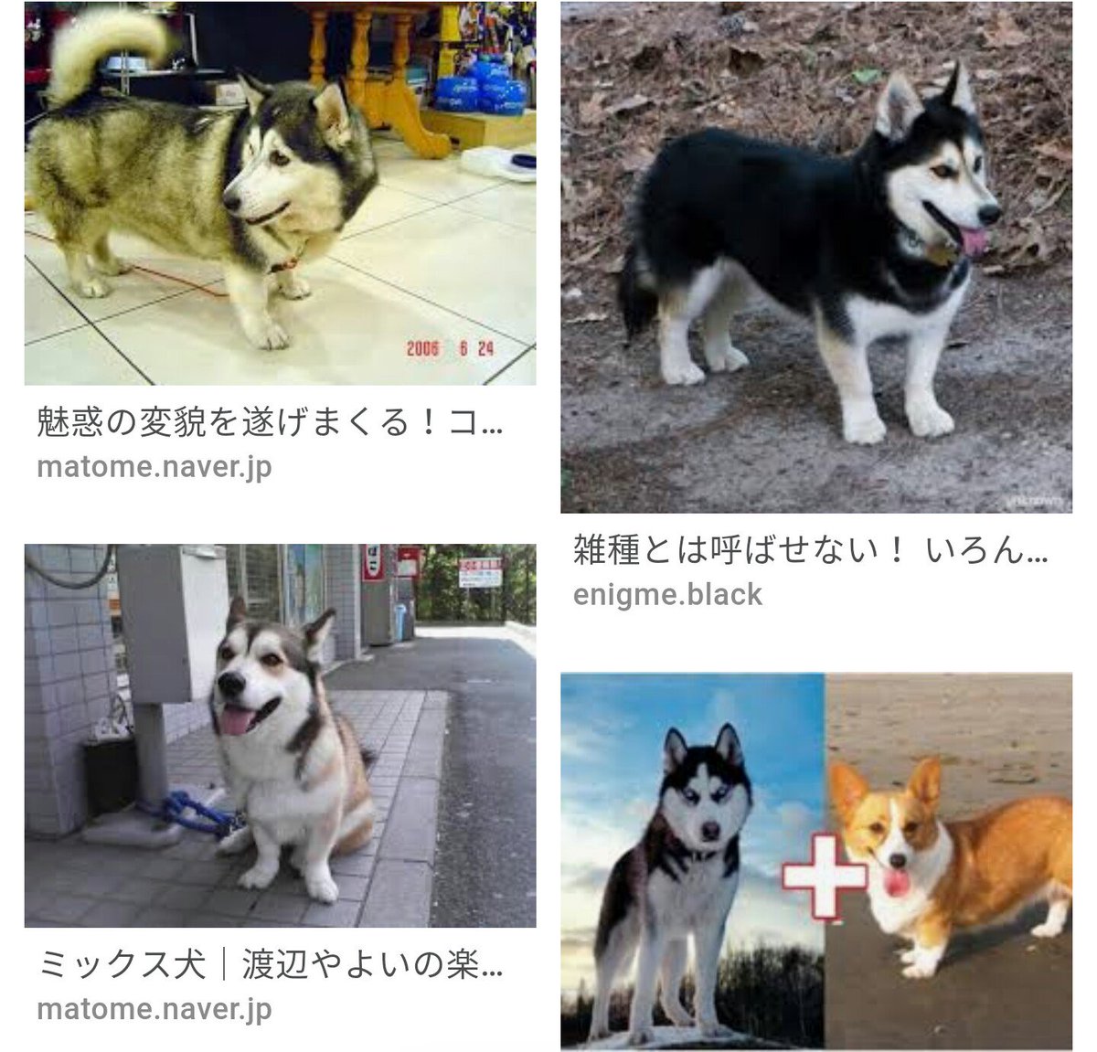 サウナハイム Twitterren コーギーとミックスしたハスキー サウナハイム Twitterren コーギーとミックスしたハスキー