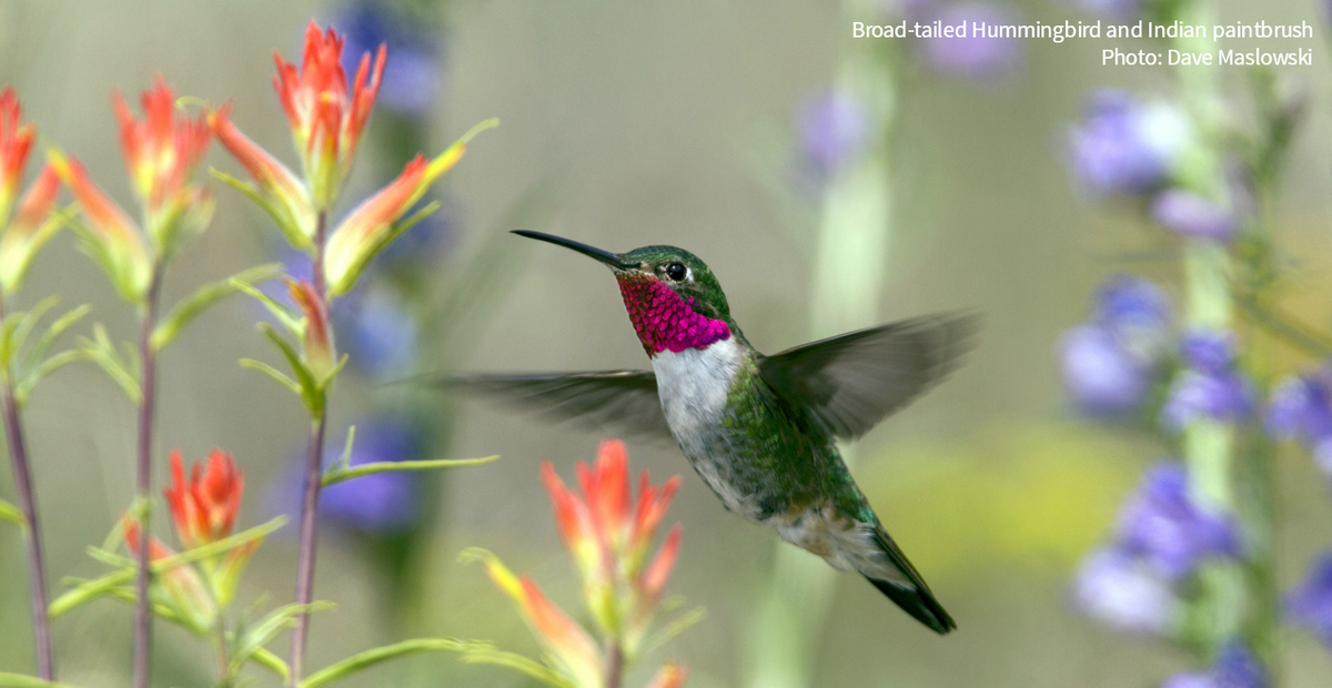 audubonsociety's tweet photo. Provide food and shelter for the birds you love by growing bird-friendly plants at home. Our database can help: https://t.co/gigglcZMrY https://t.co/bjVoFiCmgP