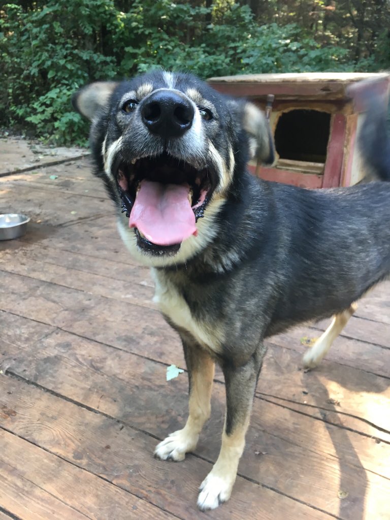 OtterRunKennel's tweet photo. He’s been practicing his selfie in preparation for this day #malemodel #bestangles https://t.co/vkdvE7GpaW