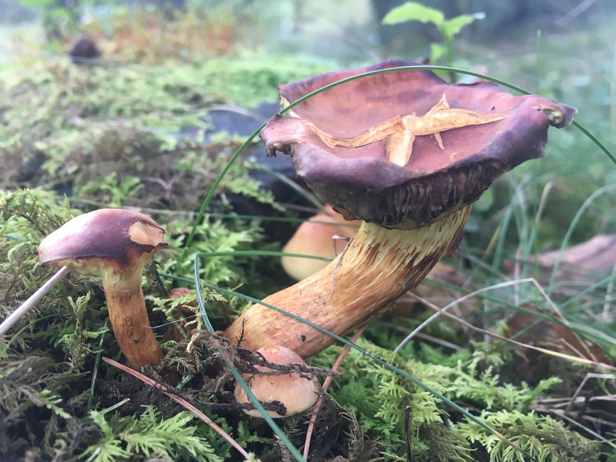 Found so much #fungi last week walking in the #LakeDistrict. Here are just a few of the highlights #Autumn 🍄 @BritishFungi @LostFoundFungi @Britnatureguide