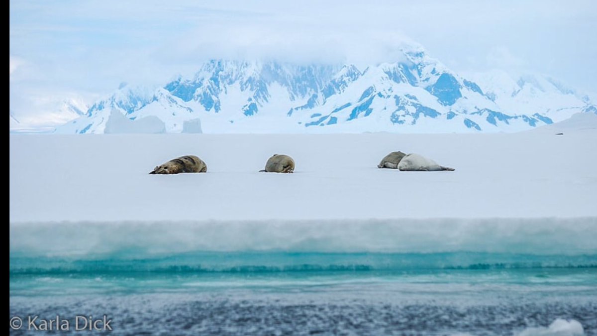 Karla_Dick_DO's tweet image. #Napping on #FastIce in #Antarctica. Stop #climatechange so #crabeater #seals can have a place to #nap. My climate change #photo of the week. #Antarctic circle #OneOcean