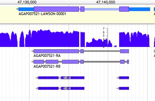 VBannotator's tweet image. Lack of evidence for in-frame introns in 2nd #alternative #isoform and subtle compensatory splice site prediction issue. Appraisal of genome annotation can be about the little things. #MarginalGains #VBannotation