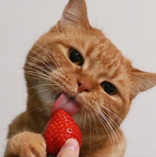 minmeow_'s tweet photo. #황민현 , #민현 😻🍓 https://t.co/GbBebBuBjT