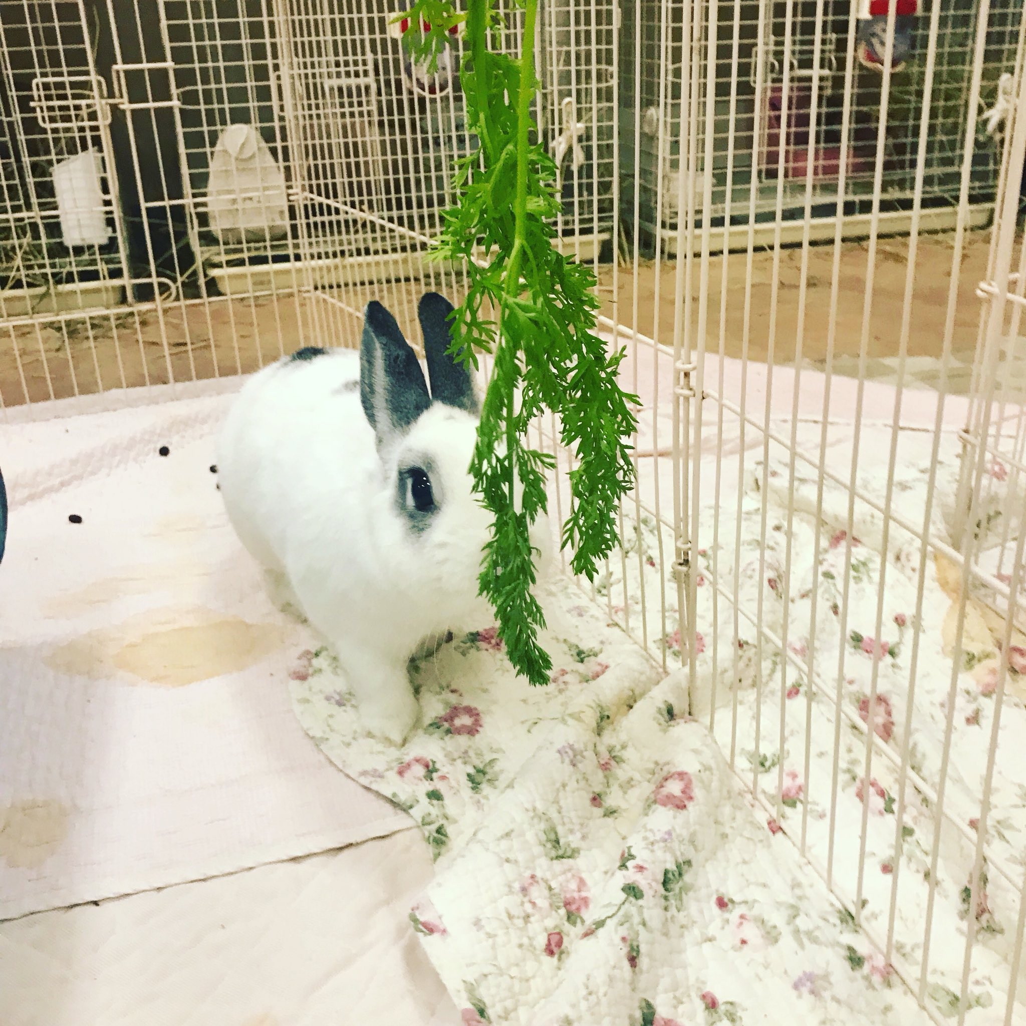 Save The Rabbits Welfare Of Rabbit ん これは 明らかに罠だわ べるりんちゃ ん ガラ声 怪しい声のおばさんに注意 うさぎ革命終了した途端に風邪引いて長引いてましたが ようやく立ち上がることができました ボランティアのみんなも