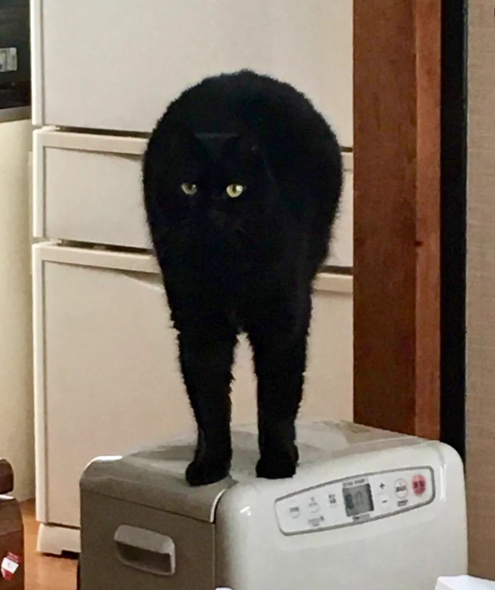 めーちっさい on X: 
