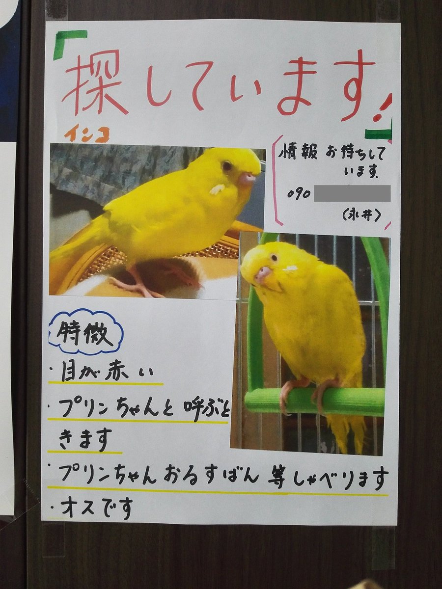 のっち ミニストップ 宇都宮大学陽東キャンパス店に張り出されていました 宇大工学部の角っこのミニストップです 本人の許可をとっていないので 電話番号を隠しています 見つかるといいな インコ 迷子 迷子インコ