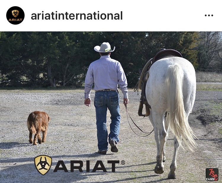 PepperStewart's tweet photo. Pepper and Ol Grey!  Featuring #ariat jeans &amp; boots. Ride in comfort in Ariat Jeans, try’em. #ariatboots #ariatjeans #aqha #cowboy #texas #cattleman #7scranch #masterhattersoftexas #mht #dogs #horse #horsehour #Cowboys #westernfashion #cowboymodel https://t.co/KzdpOum2L3