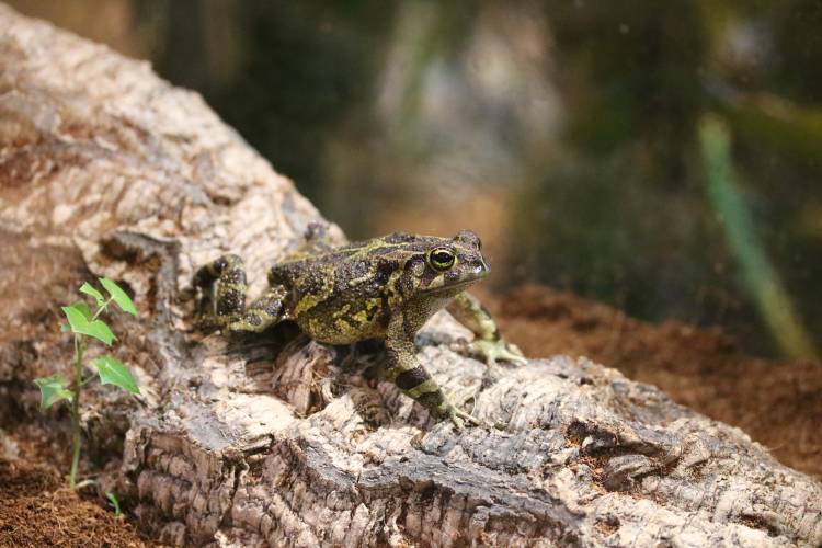 2OceansAquarium's tweet photo. ๐ธ๐ Against all odds, tiny Lego is living life to the fullest! #leopardtoad
https://t.co/qX0yZpIcLI
#capetown #thismakesushappy https://t.co/ojNAXQmV40