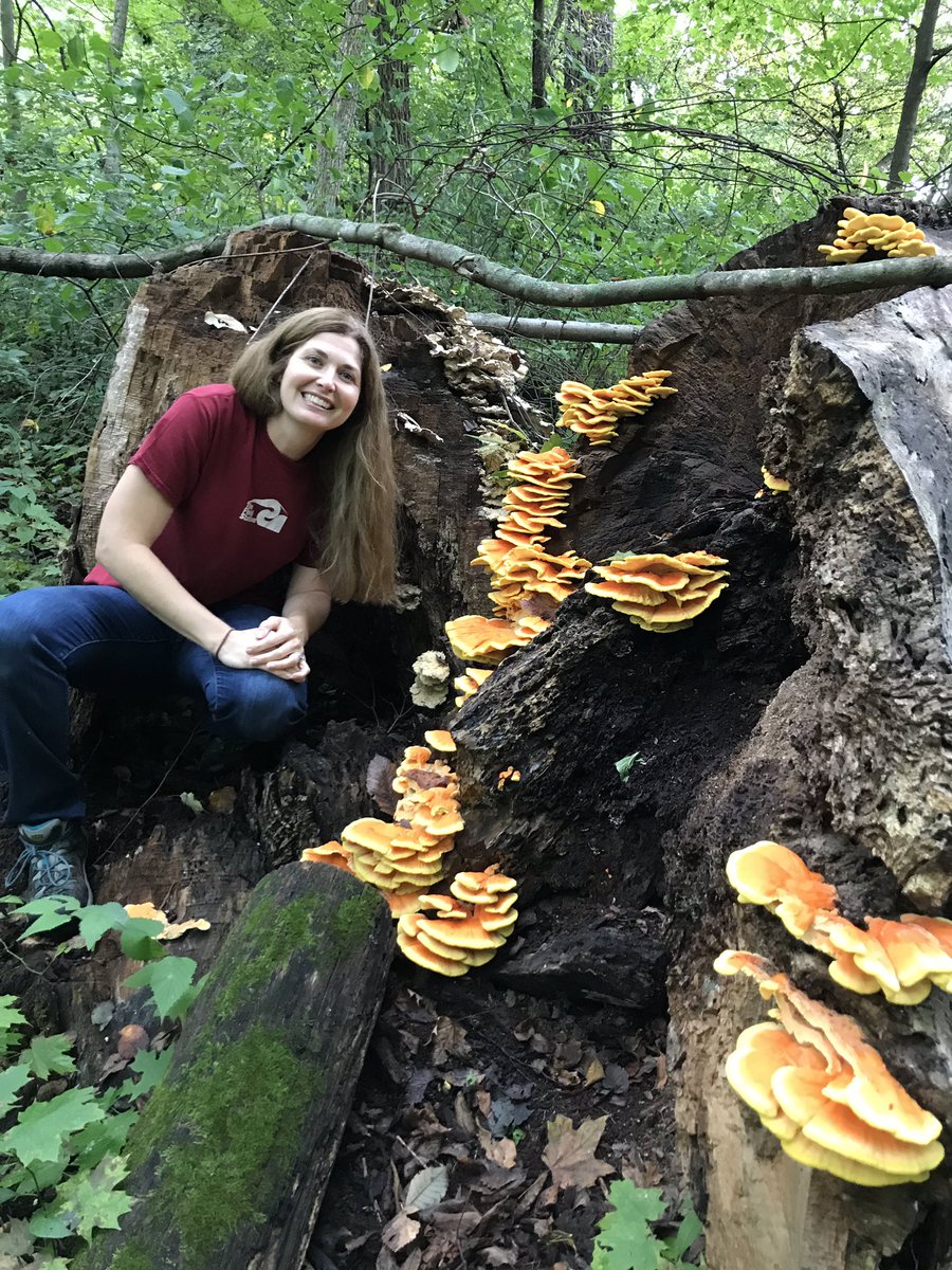 rhughe00's tweet photo. Chicken if the woods! #fungus #ecology #naturalist https://t.co/NO8oFYq5wK