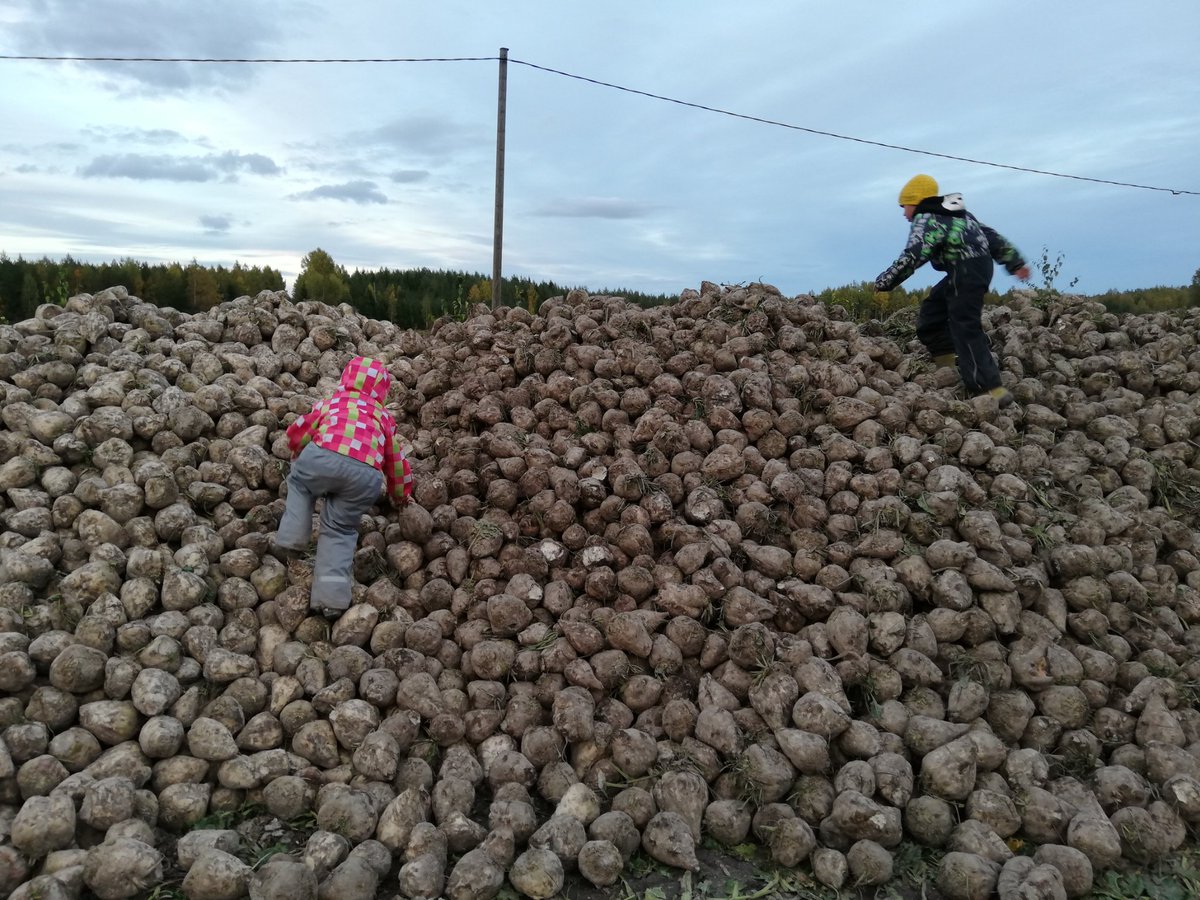 SannaSimula's tweet photo. Lapset järjesti kilpailun kuka löytää suurimman juurikkaan. Voittajaksi selviytyi 3578 g yksilö #Sokerijuurikas @SokeriaSuomesta https://t.co/CACdUJ8LFf