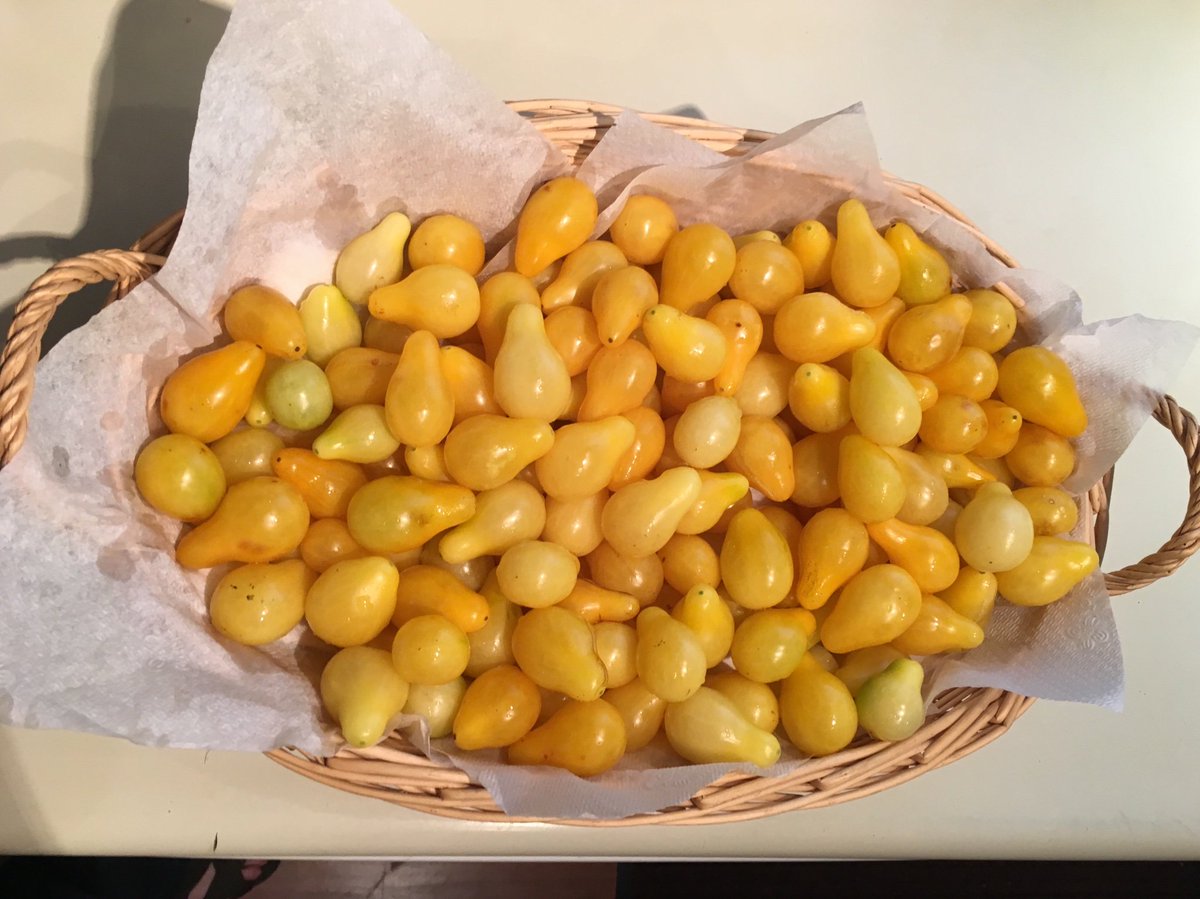 Simpson4Iowa's tweet photo. Fall Harvest time... from the little 4” pot that could... amazing! https://t.co/wheg3bVroQ