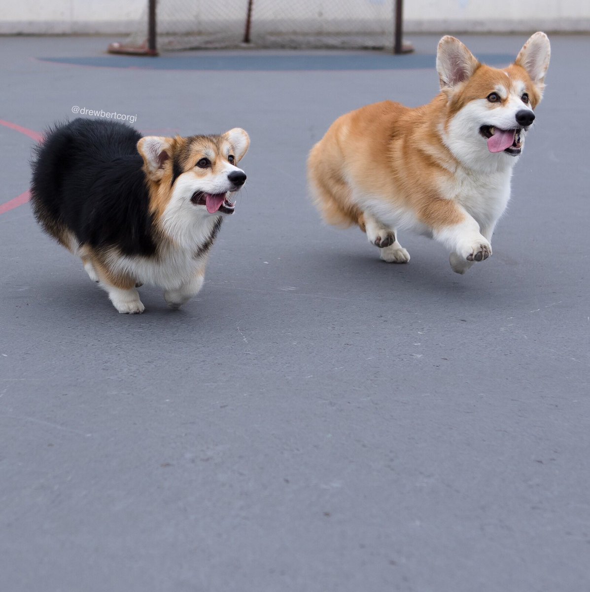 drewbertcorgi's tweet photo. Incoming marshmallows!
#Drewbert #Prancebert #ItsMonaTime #ToDerp https://t.co/HYpROyHAp2