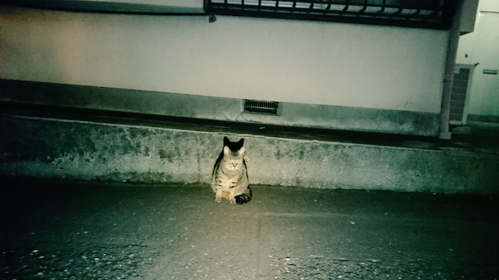 novustojkovic's tweet photo. 早速 仔寅にディフューザー付きled懐中電灯を照射！
あ？まだ眩しい？すまーん(ФωФ)

#cat #ledright
#りあるねこあつめ 
#地域猫 #さくらねこ
#diffurser #tnr
#kitty #кот #zeiss 
#sony #tokyo #猫 https://t.co/JRPKoDQAte