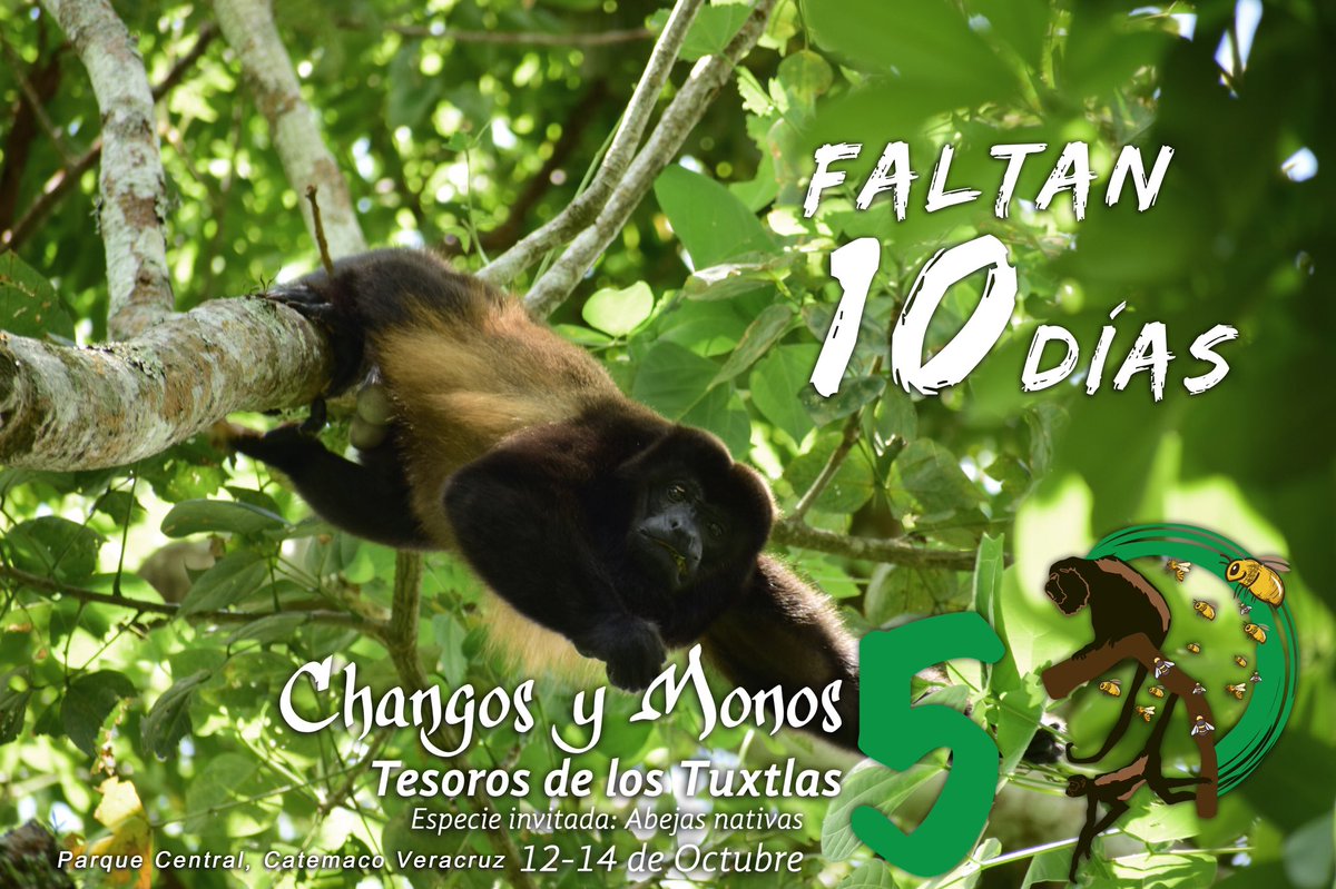 Changosymonos's tweet photo. ¡Estamos a 10 días de dar inicio! Consulta el programa aquí https://t.co/Df81TnnKeD https://t.co/IApPi415PX