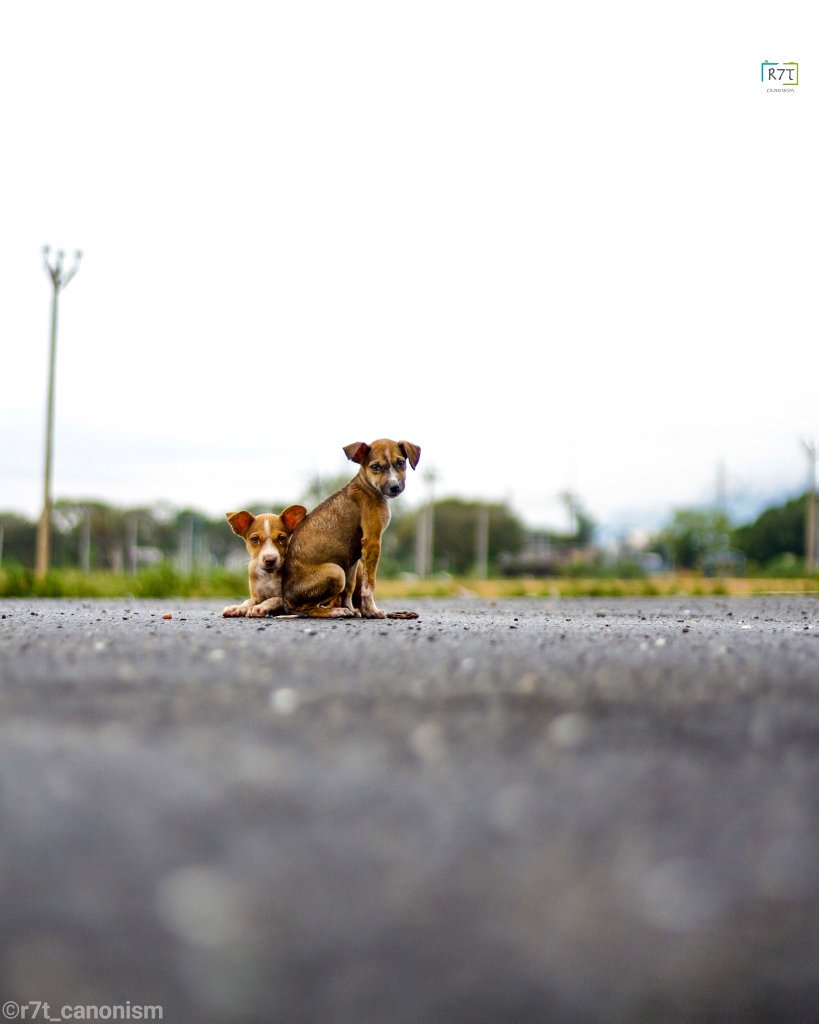 richierich981's tweet photo. If you could,adopt these or at least leave them in a safe place.
.
#savestraydogs #stray #straydog #wet #rain #wetdog #wetpuppy #pup #pupper #puppies #thar #rainyday #SoCoimbatore #yourshot_india #click_and_tag #indiaclicks #whenengineerclicks  #discover_india #r7t_canonism https://t.co/nlyyy2A9ka