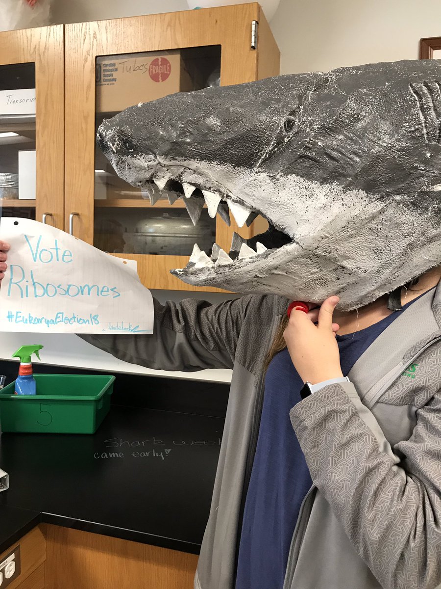 Real_Ribosomes_'s tweet photo. Gibbons Landshark endorses Ribosomes you should too #EukaryaElection18 https://t.co/6fMUUTEnxS