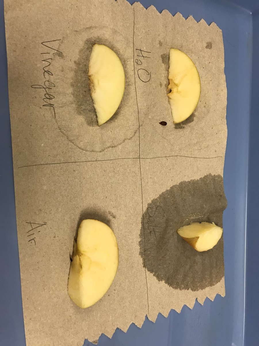 ScienceIsFUN4us's tweet photo. Student thinking heard in #enzymelab : โI think water went into the apple.โ โThe salt one didnโt change.โ โThe heated one is the most brown.โ โI know why that spot on the vinegar apple is brown! We didnโt put vinegar on that particular spot!โ @KCSScience @LydiaZellerBest https://t.co/utP22KbFc1