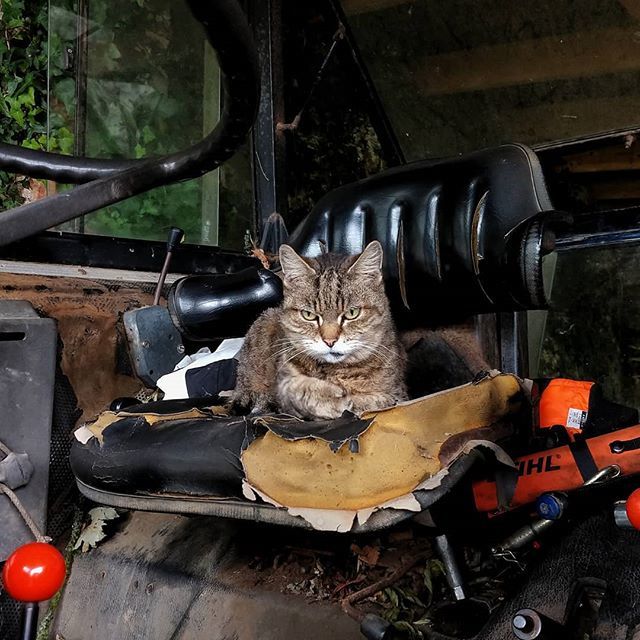 adamstoms's tweet photo. This is my tractor #tweet #photography #photographer #phonephotography #hellomoto #MyMotoPhoto #motorolag6plus #motorola #android #farm #cat #Instacat #Instacats #Meow #Instacat_meows #Kitty #Kittycat #Catofinstagram #Cutecat #Instapet #Catoftheday #Kitt… https://t.co/dKgEuFZPqc https://t.co/eGiEaZQfD2