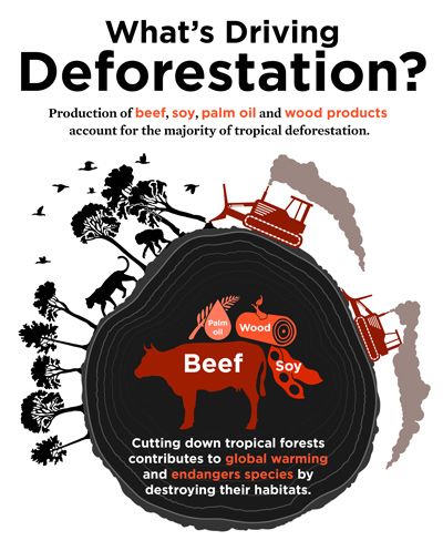 Animal agriculture is one of the leading causes of #deforestation, and cutting down on your meat intake is just one of the ways you can take #ClimateAction - right from the kitchen table! #VegetarianAwarenessMonth #vegetarian