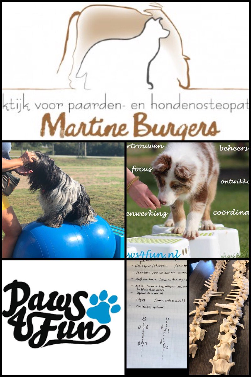 nicoleent's tweet image. Vandaag de diepte in met Martine Burgers en Sam Turner over beweging, het skelet en het spierstelsel. Vanavond nog de lezing van Sam over proprioceptie bij puppy’s
#neverstoplearning #proprioception #balanceddogs #balanceandcoordination #agegroups #expertsatwork #paws4fun