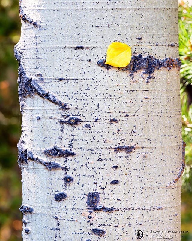 Ed_Heaton's tweet image. As much as I love the big scenes sometimes it&apos;s the smaller things that speak to me. 
edheaton.com - OP/TECH USA
- Singh-Ray Filters
- Really Right Stuff
- HoodmanUSA
- X-Rite Photo &amp;amp; Video
- Asolo | #OPTECHUSAAmbassador | #ImageMaster | #Hoo… ift.tt/2y8VFl9