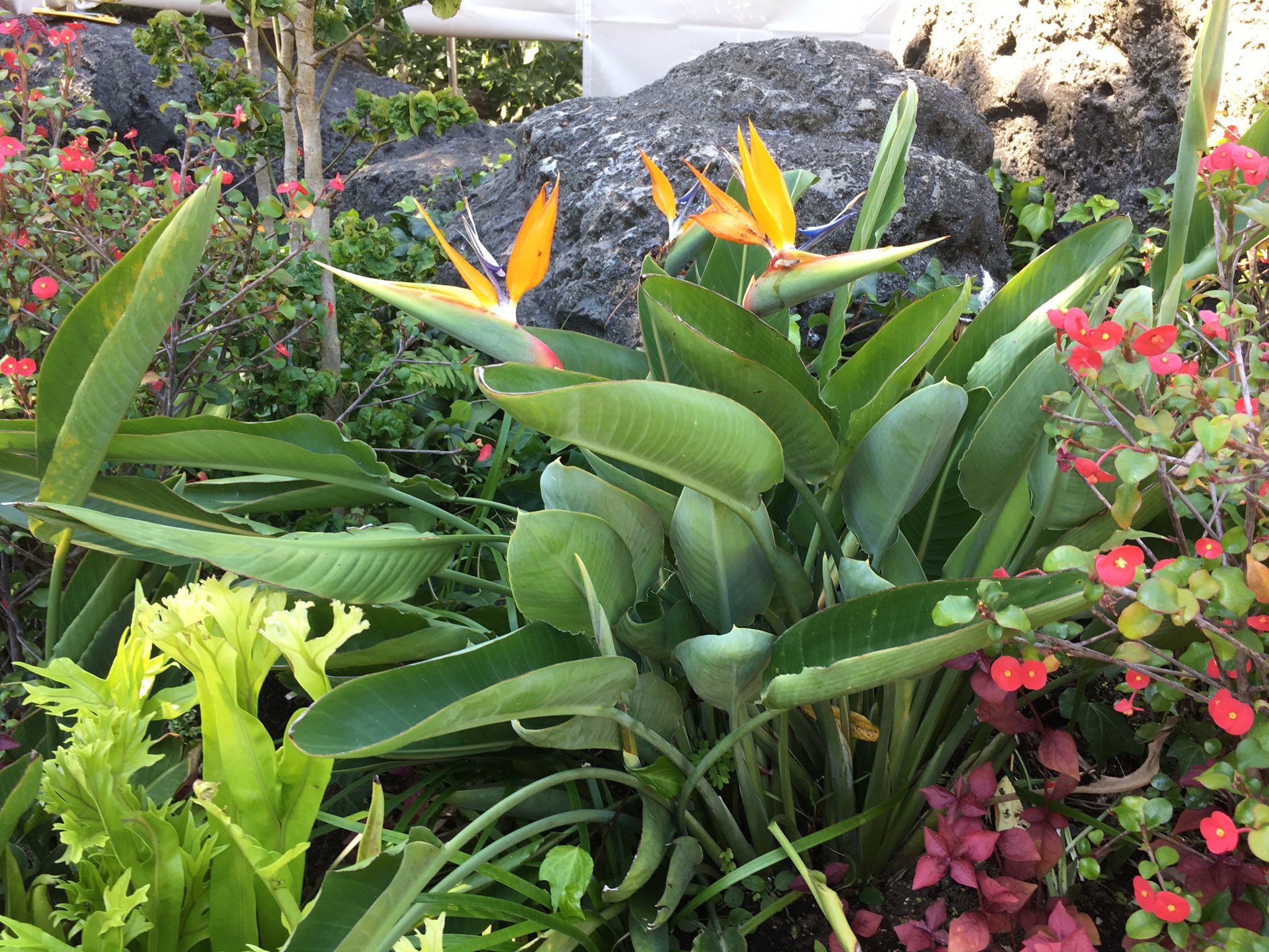 ぼいらーくん アドベンチャーランドの植物 極楽鳥花 5 10月ごろに見られる鳥のような花 魅惑のチキルームでは 彼らも一緒に歌ってるよ アドベンチャーランド ディズニーランド 魅惑のチキルーム ディズニーランド植物 極楽鳥花 ストレチア ぼいらーくん アドベンチャーランドの植物 極楽鳥花 5 10月ごろに見られる鳥のような花 魅惑のチキルームでは 彼らも一緒に歌ってるよ アドベンチャーランド ディズニーランド 魅惑のチキルーム ディズニーランド植物 極楽鳥花 ストレチア