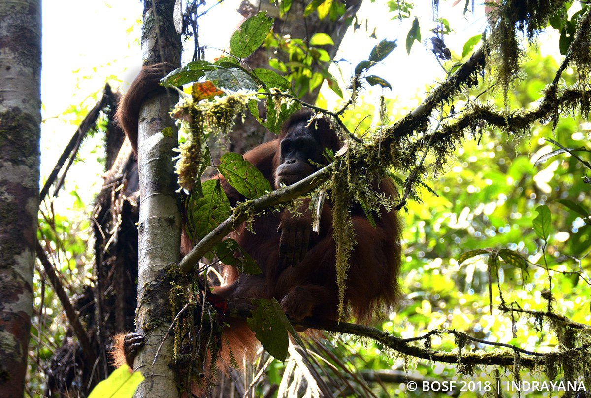 Last week, <a href="/bornean_OU/">BOS Foundation</a> released four female #orangutans, including a mother and child duo in the Bukit Baka Bukit Raya National Park in Indonesia. All four underwent a period of quarantine before release: ow.ly/hrud30m2jZy #GreatApes