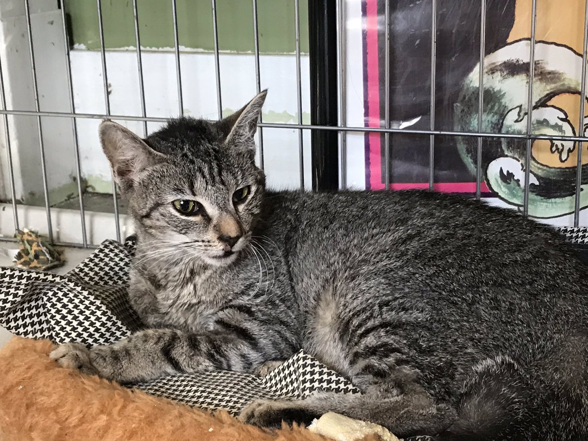 DittiePE's tweet photo. Tessa goes tomorrow for her vet appt to correct her broken leg.
I am asking again for donations to cover Tessa’s surgery. We need roughly $1500 PayPal:dittie@gmail.com
Venmo:@minniesfosters
#gominniekitty #earpitforward @earpitforward
Follow us on IG! @theminniekitty https://t.co/snRTNHbIrP