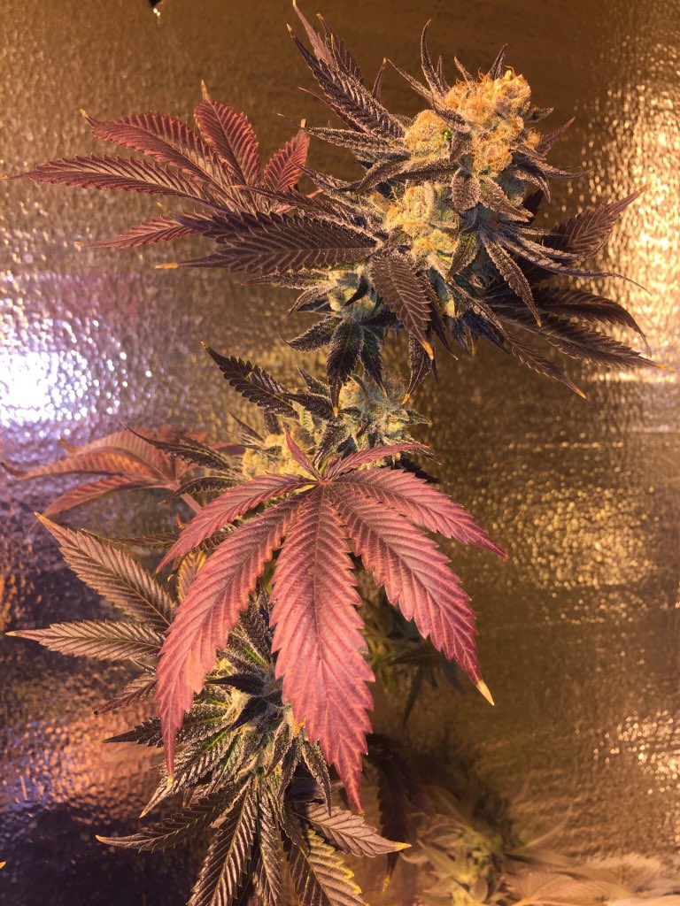 CaliSources's tweet image. #gorillacookies bred by #ReeferCityFarms exclusively distributed by #CaliSources. Mint dough gas with no brakes! #exotic #hybrid #cookies #DTLA #loud #drip