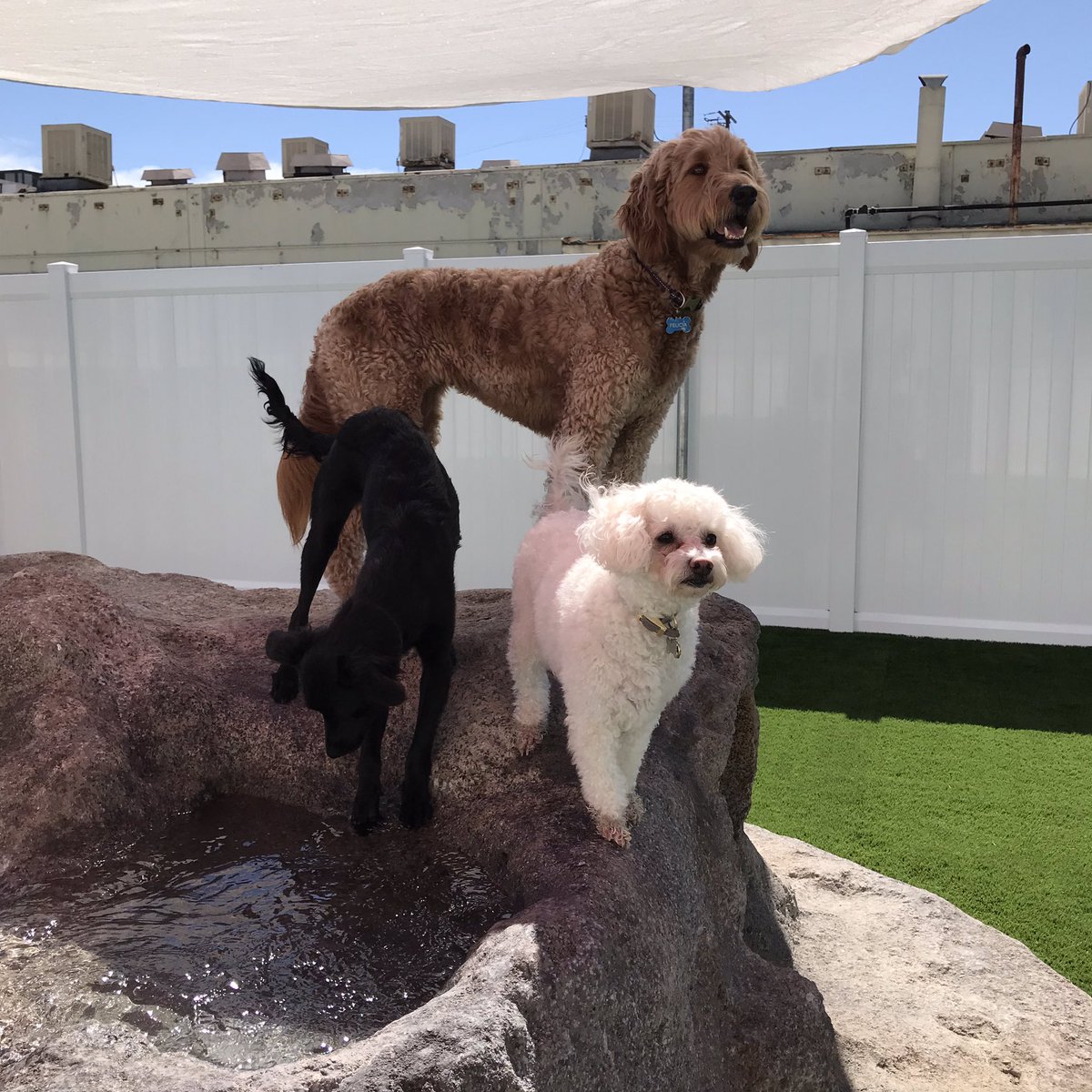MoonFlowerWolf5's tweet photo. @CampMutt Just hanging out. Just us single ladies at CAMPLAX. #vivi #lucy #felicia https://t.co/6iPWG0dca6