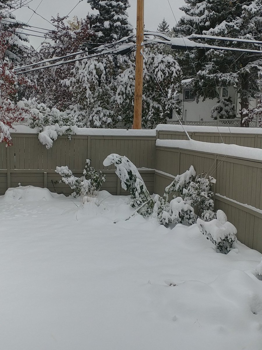 CCS_MarkK's tweet photo. Apparently my #sunflowers will not bloom and my #heating bill is going to go up.  
Ask you utility like @ENMAX or @EPCOR if they can equalize your utilitiy payments throughout the year.  
It will help you #budget and take the sting out of #cold , snowy October mornings! https://t.co/8vCr498Fq0