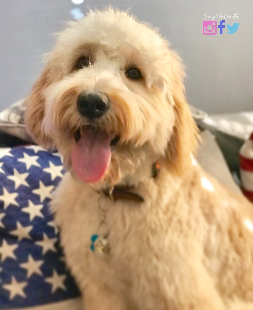 snapthedoodle's tweet photo. Guys, it’s TONGUE OUT TUESDAY again! Show us your tongues! 

#TOT #TongueOutTuesday #puppy #cute #adorable #snapthedoodle #goldendoodle #dog #doggo #dogs #goldendoodles #tuesdaySelfie #pup #dogsofinstagram #Dogsoftwitter #dogsofinsta #dogblog https://t.co/sMZHxLlkVw
