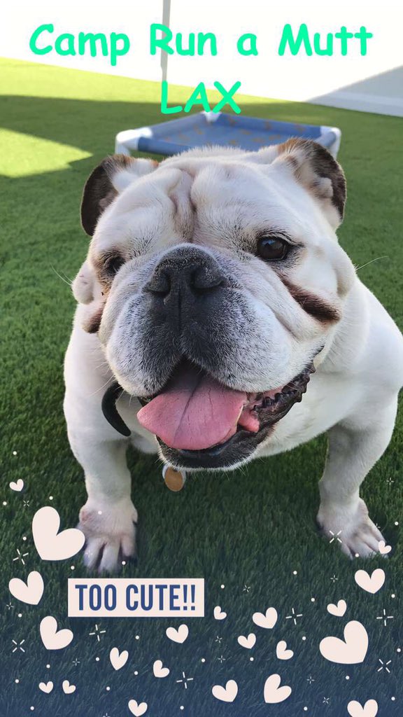 MoonFlowerWolf5's tweet photo. @CampMutt Colonel Bentley is saying Hello from Camp Run A Mutt LAX. https://t.co/kvZZAlOJVk