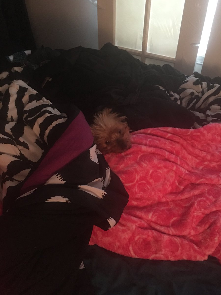 bloodofvenus's tweet photo. a tiny doge buried amongst the covers https://t.co/ajulH5v8kA
