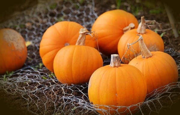 VTLandTrust's tweet photo. Local food! Art for kids! Guided nature walk! Music! Face-painting! 
Join us at the West Farm in Jeffersonville to celebrate fall! Featuring @VTFoodieStand and art with Bonnie Acker. Free fun for everyone! https://t.co/XZxHBJcZDX #thisisvt #VTfarm #VTfall #JeffersonvilleVT https://t.co/K4E9ypyuMn
