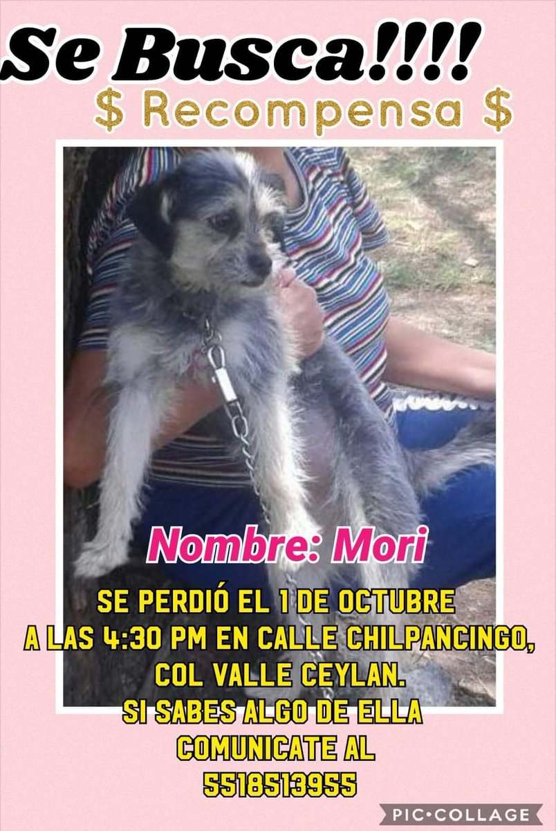 perrososmx's tweet photo. #Extraviada #1deOct #ValleCeylan @TlalnepantladeB @_PatriciaAnaya @lawera33 @Apoyo_Croqueton @MarianimaLOVERS @mtz_tt @diana_dfc @iztalccihuatl @norahdi66 @Vivalyk @EEYYYAA @acano52 @yaz_animalista @APAMDif @Nyu_umi @SOSsalchichas @EscuadronSalchi @Nyu_umi @Psicomena https://t.co/Vehi8tErne