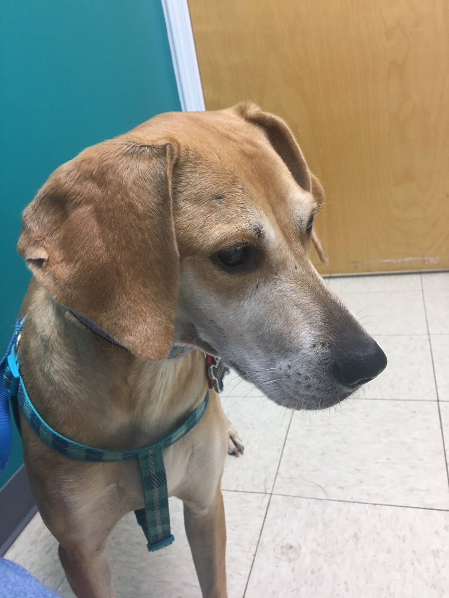 Breadchick's tweet photo. If Belle had a thought bubble it would say, "Um, you tricked me by saying 'car ride'!" #vetsarescary #timeforshots #therebetterbetreats https://t.co/Sc6jP1dsSx