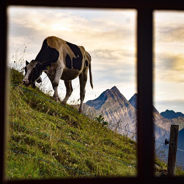tradifri's tweet photo. La fin de l'été à l'alpage avec la magnifique image de @charmalpage
#tradifri pour toutes vos ambiances de traditions vivantes dans le canton de Fribourg https://t.co/TzOFBwUN7S