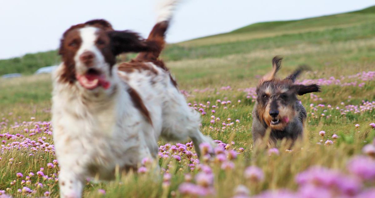 VisitIOW's tweet photo. It's #WalkYourDogWeek!

There are more than 500 miles of footpaths wending their way through the #IsleofWight and no matter the kind of walk your dog prefers, we’ll be able to provide it!  https://t.co/6av9SdoZzd https://t.co/b2WrqfEeFg