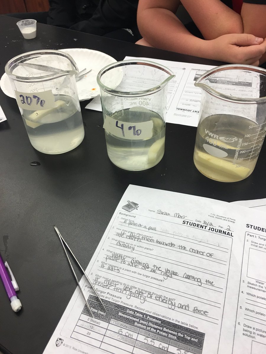wlcjgreiner's tweet photo. Turgor Pressure Lab...what’s happening in the vacuole?🤔#wildcatway #wilsonscience https://t.co/EV9R3RG89X