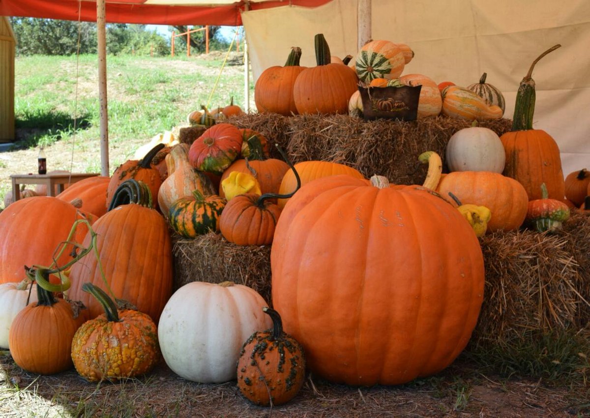 The Brookstrut Pumpkin Patch is back! Stop by after work and pickup a few pumpkins for the munchkins to carve up at home tonight.