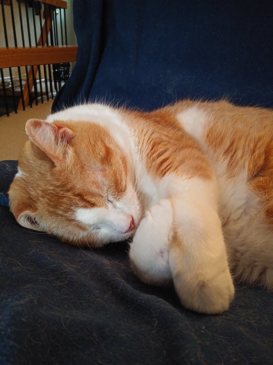 ShowMeTheTuna's tweet photo. Invisible Teddy Bear plus curled ear. Good nap shot #tunatuesday #catsoftwitter  #goodnaps https://t.co/sWFOd2YmLH